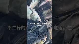 2 Catch Sea Fish