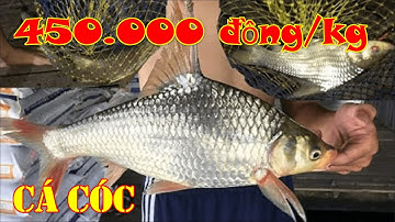 Loại cá phát ra tiếng kêu "cóc, cóc" giá lên tới 450.000 đồng/kg