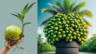 Special techniques for planting coconut trees in watermelon to promote faster fruit production