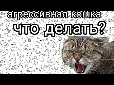 Что делать если кошка стала агрессивной?