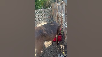 Con lừa đảo giống con ngựa, chính xác là con nào nhỉ