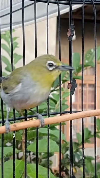 pleci buxto Sumatra belajar ngalas,,