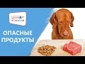 Какими продуктами нельзя кормить собак и кошек? Рекомендации ветеринарного врача