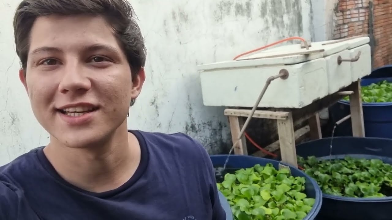 Peixes Ornamentais Mostrando a loja de aquarismo de ji Paraná Rondônia