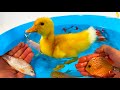 Duckling, Goldfish, KOI Fish - satisfying animals videos
