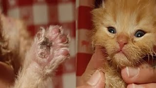 Осмотрев лапки котенка, люди поняли причину боли, и на газах появились слезы… истории про животных