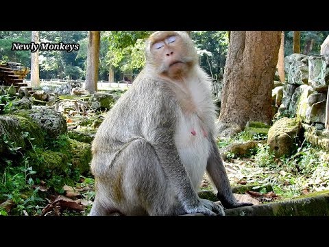 baby monkey crying for milk What is happening to Jill, Jill close eyes seem she is trying give birth, Jill has a big belly