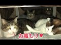 冬支度！こたつ布団をセットしたら早速おこもり４にゃんず☆【うちの子４にゃんず】