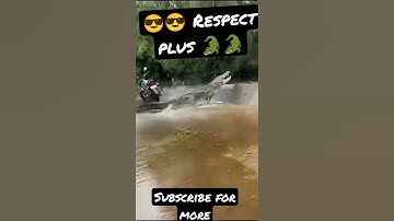crocodile. Respect plus