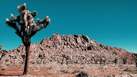 spring break 2019 - joshua tree