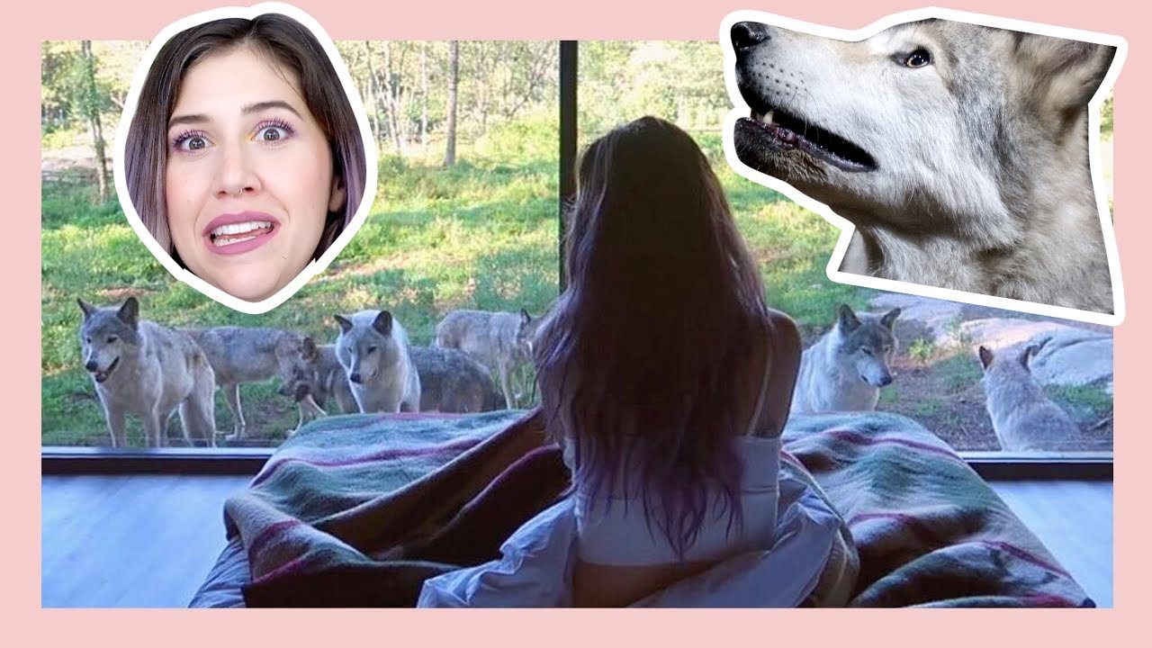 DORMIR AVEC LES LOUPS Mon expérience YouTube DORMIR AVEC LES LOUPS Mon expérience YouTube