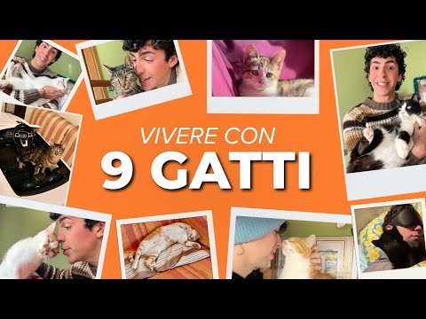 VI PRESENTO I MIEI 9 GATTI!