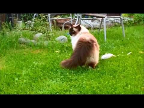 Video: Gigt Hos Katte: Symptomer Og Behandling Af Slidgigt Hos Katte