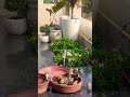 Birds and nature 💐💐 #nature #birds #garden #food