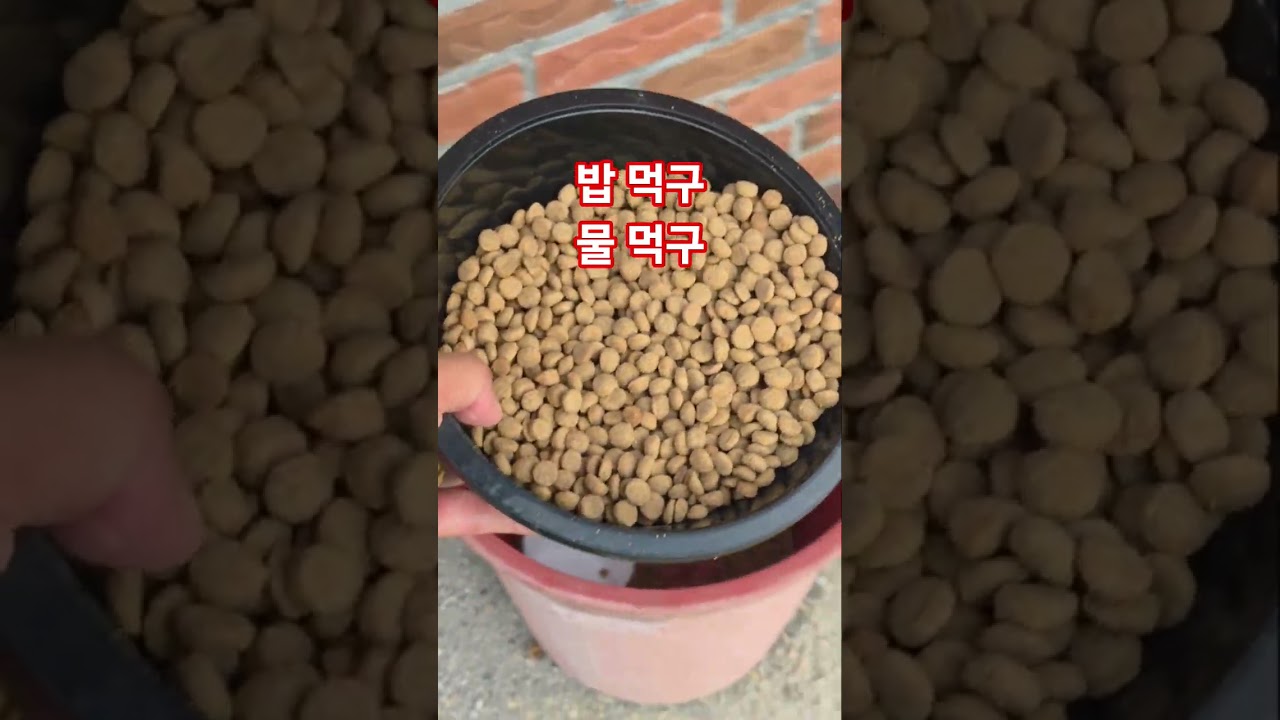 강아지 밥먹구 물먹구