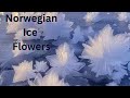The Enchanting Ice Flowers of Norway