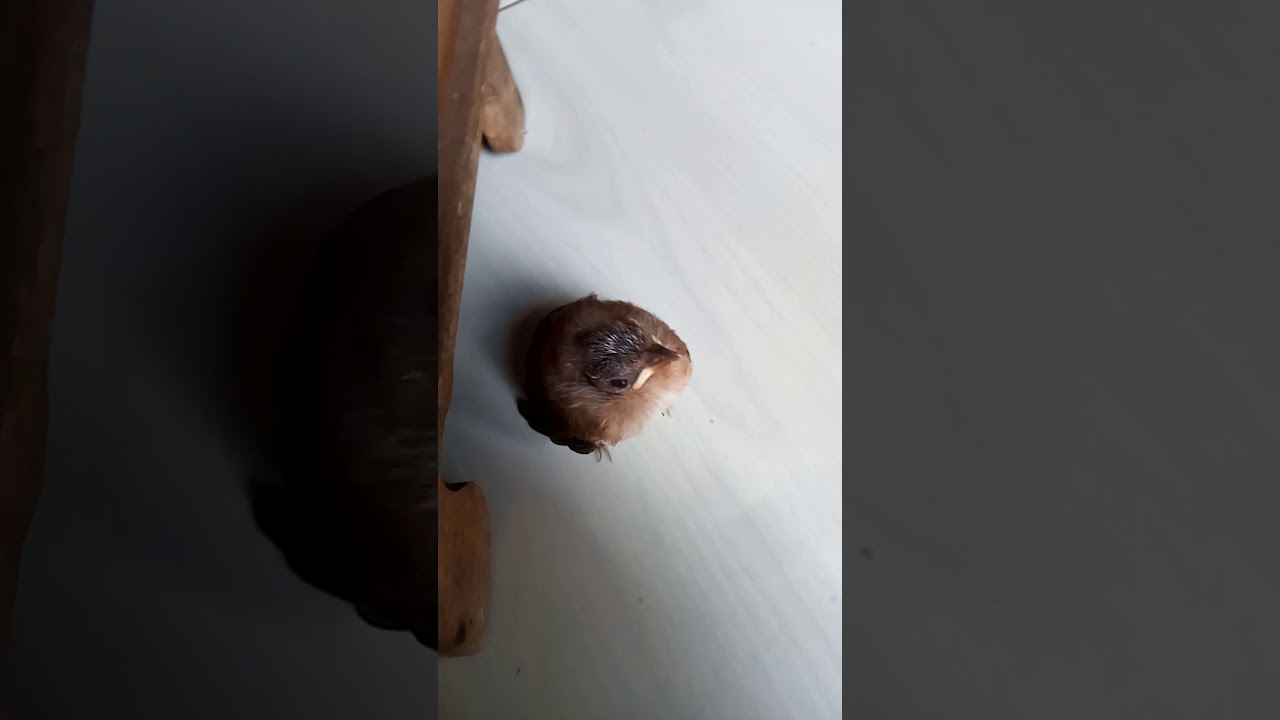 anakan burung kancilan bakau mirip pelanduk semak/peor 