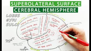 Superolateral surface of cerebral hemisphere - Lobes, sulci, gyri | Neuroanatomy