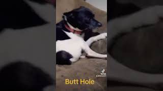 #butt #lick #beautiful #pervert #dog #ass #shame