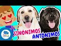 Quiz sobre Conceptos Lingüísticos