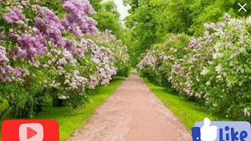 السورة المنجيه من عذاب القبر سورة الملك للقارئ مصطفى عمر