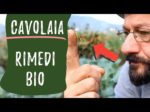 Video: Trattare i problemi dei broccoli - Gestire i parassiti e le malattie comuni dei broccoli