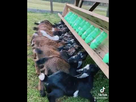 Video: Cómo alimentar con biberón a las cabras bebé