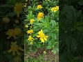Comment the names of the flowers #shorts #travel #nature #flowers