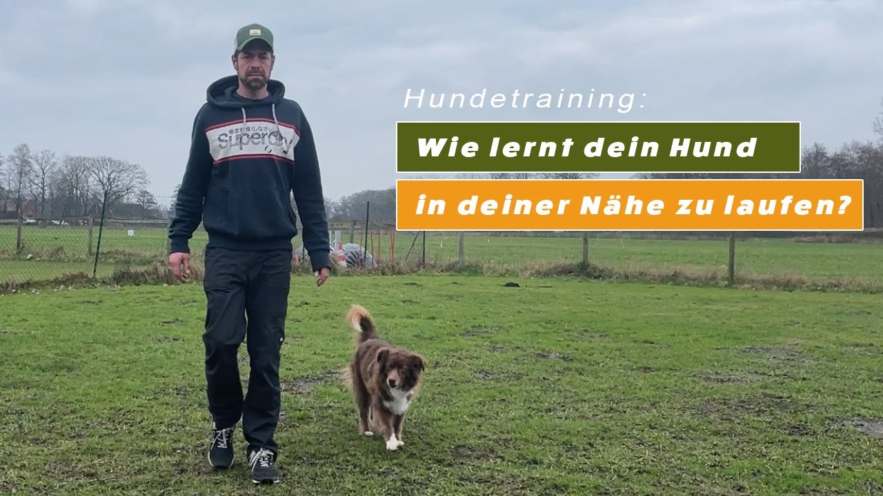 Wie Bringe Ich Meinem Hund Rückwärts Gehen Bei Wie bringe ich meinem Hund bei in meiner Nähe zu laufen? [Bei mir