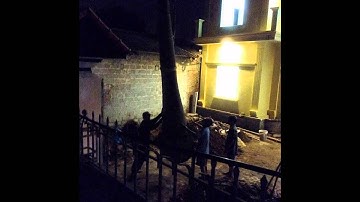 trồng bán cây cau vua. Bảo hành 6 tháng