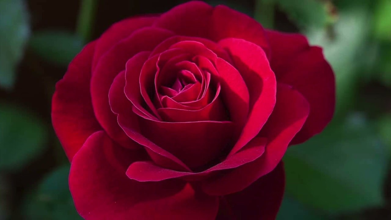 The rose. Soprano 1 - YouTube