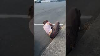 Girl on skateboard rides down ramp then crashes into hood of parked car