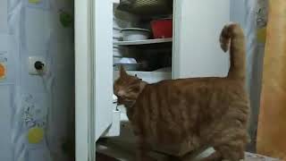 рыжик хочет есть смотрит в холодильнике по жрать