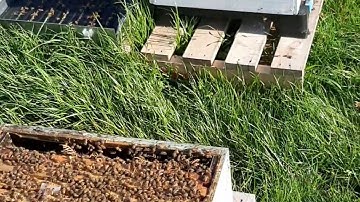 Varroa mites easy check