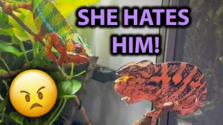 UPDATE: Breeding my panther chameleons by Neptune the Chameleon 2,210 views 5 months ago 5 minutes, 43 seconds
