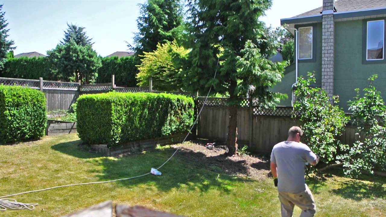 Removal of our cedar tree - YouTube