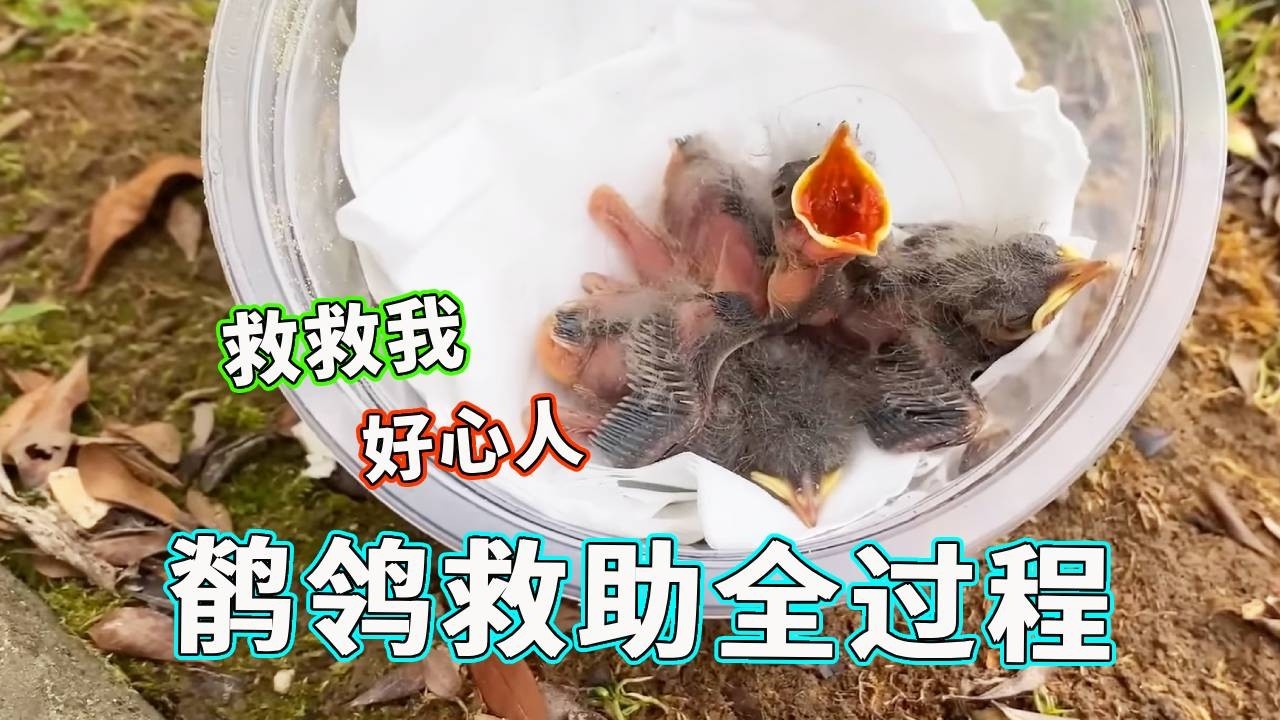 鹡鸰救助全过程，从认不出真面目到野化放飞，脾气一点没变！【天下一场梦】