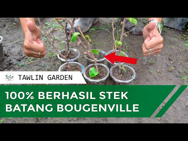 The results of the accurate way of Bougainville Stem Cuttings class=