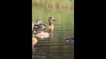 Lesser whistling duck: A bird you