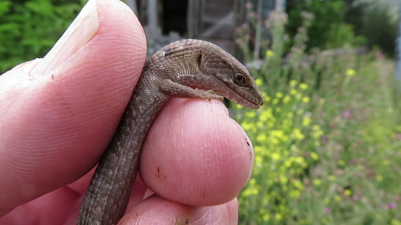rat snakes in alabama The Smallest Alligator Lizard Ever Seen On YouTube