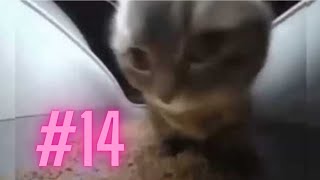 Chipi Chipi Chapa Chapa Cat Meme With Bouncing Ball! (pt14)