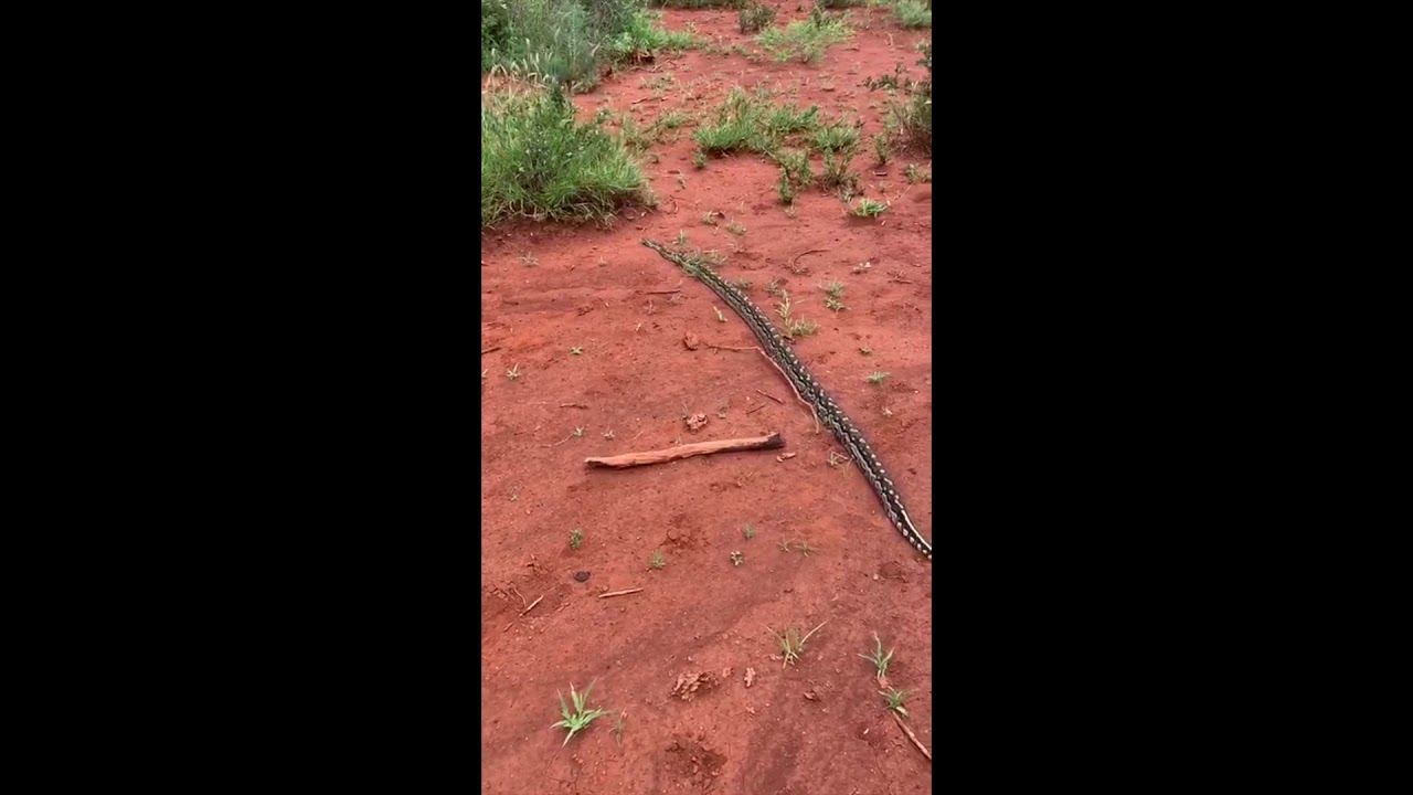 Intro to Virtual Game Drives with Hannah Lodge