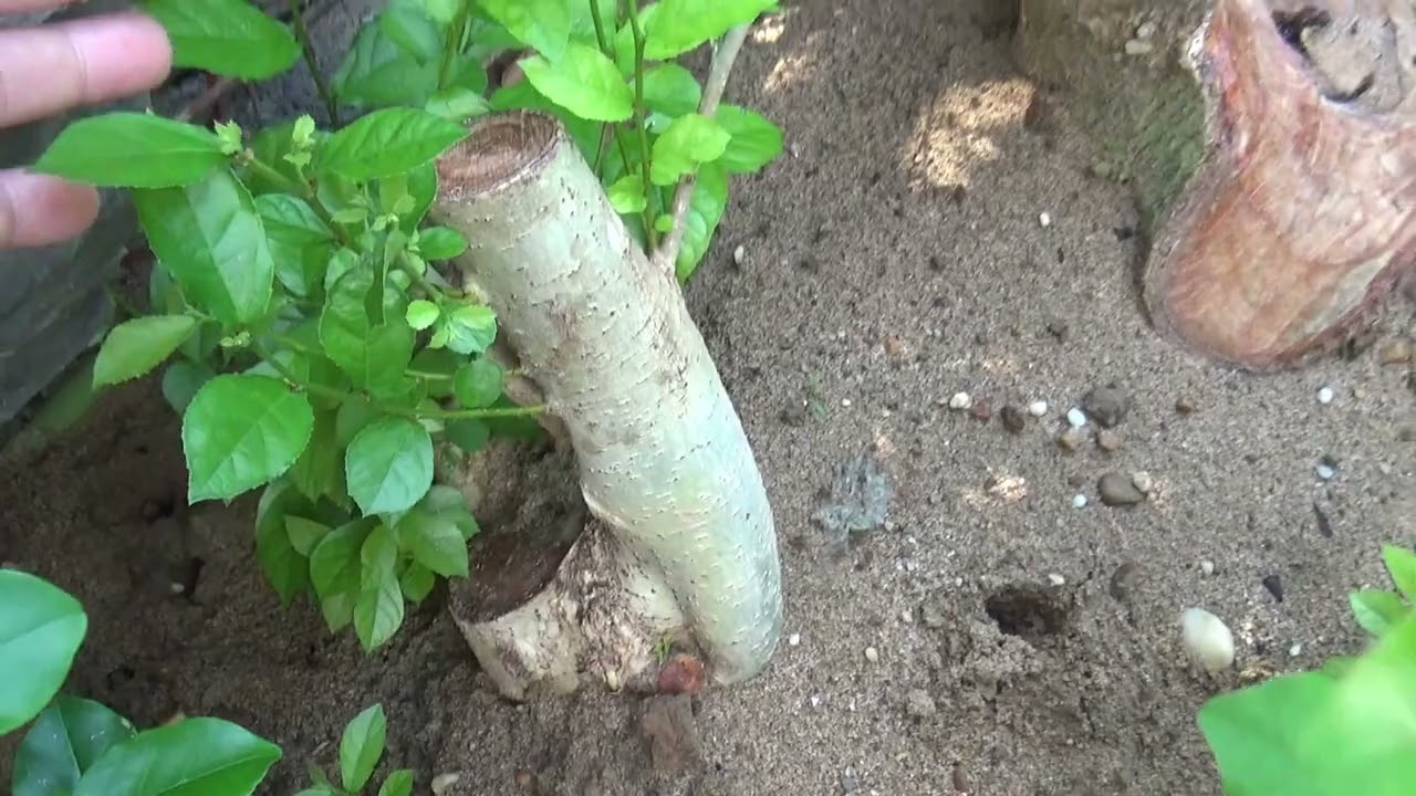 Kinh nghiệm giâm phôi duối