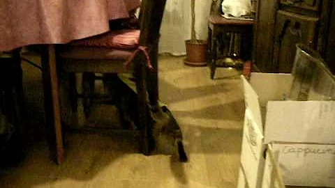Pourquoi Mon Chat Me Pietine Le Ventre