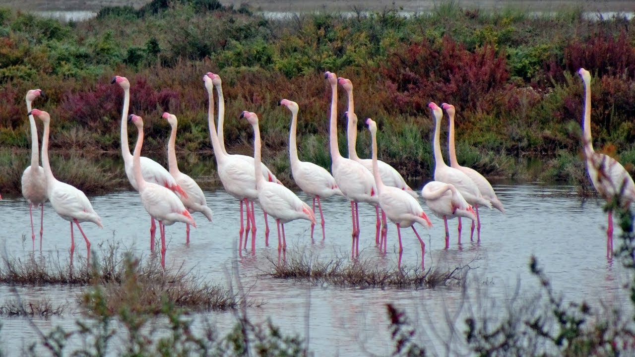 Con motivo de las Marismas de Trebujena