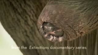 Extinctions   how to masturbate an Elephant