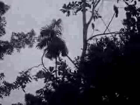 southwest vacations wildlifeamazon