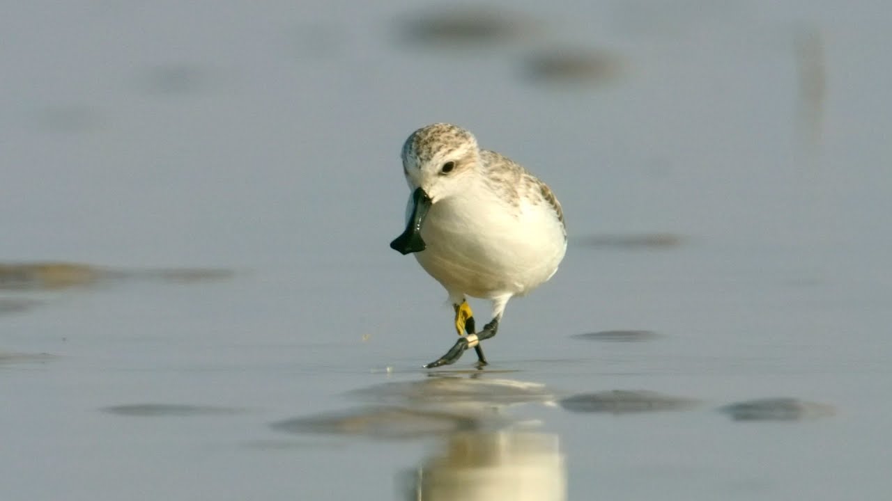 Yancheng series | Episode 5: Spoon-billed Sandpiper