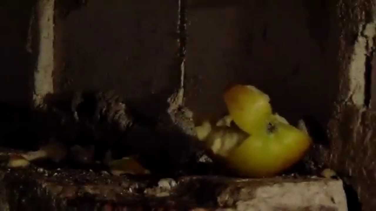 How Dangerous Are Blank Guns? YouTube