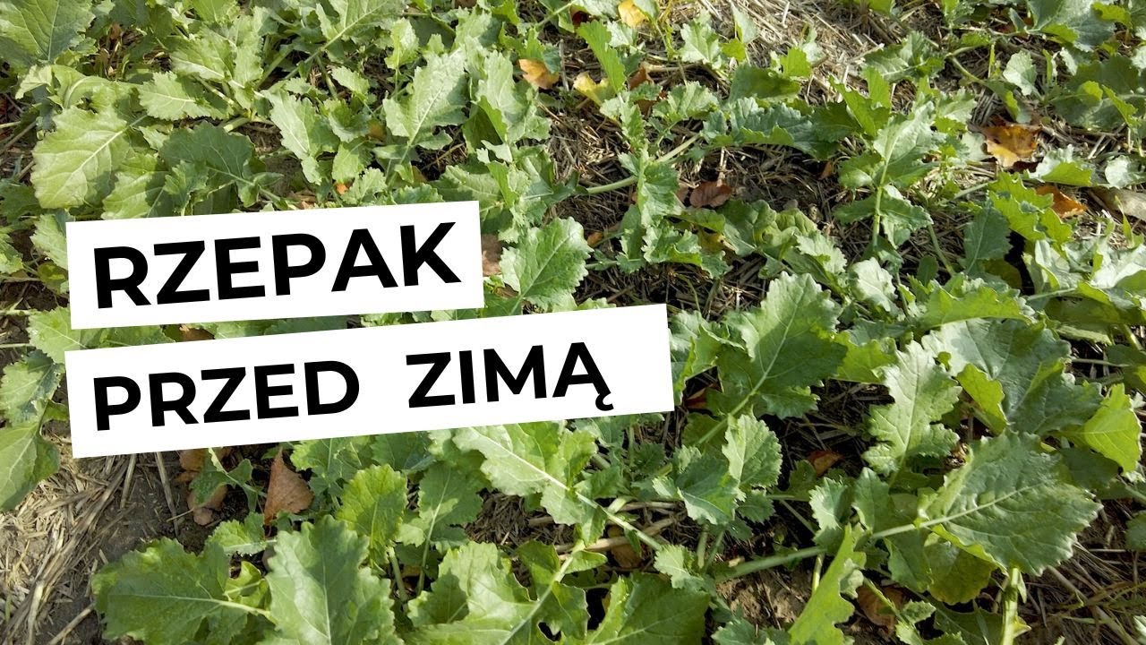 Jak prowadzić RZEPAK? Porady